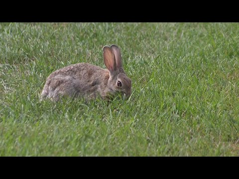 Rabbits with 'tentacles' or 'horns' growing from their heads spotted in Fort Collins