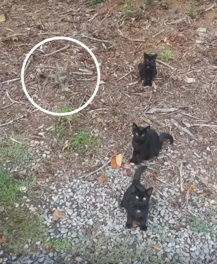 cat hides in the background behind other elements due to its natural blending