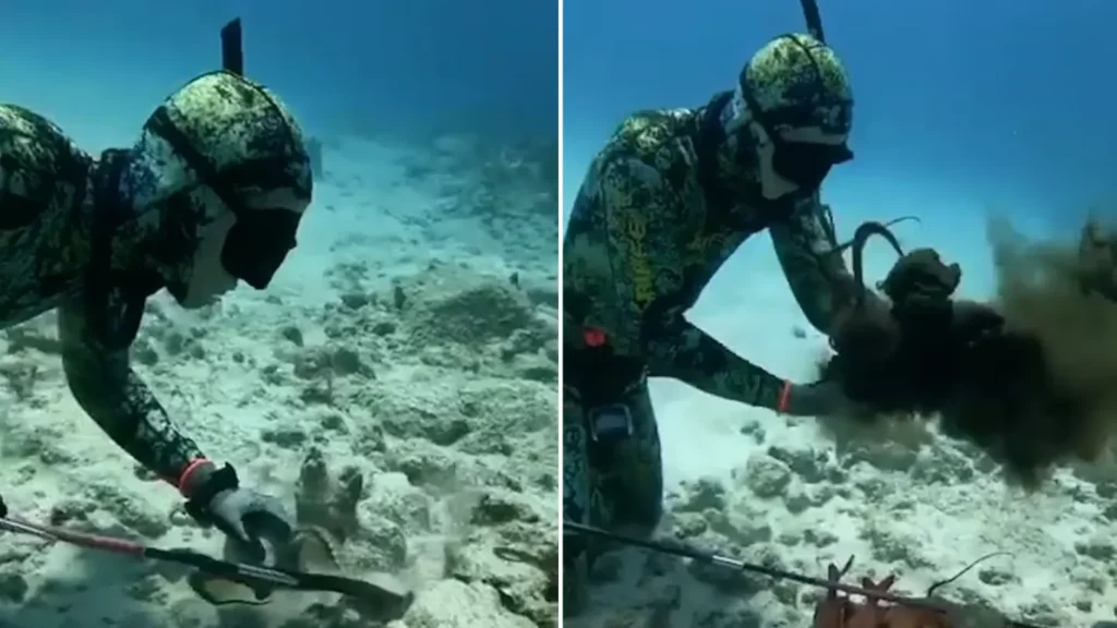 Terrifying Moment Octopus Strangles Diver After He Disturbs Its Home